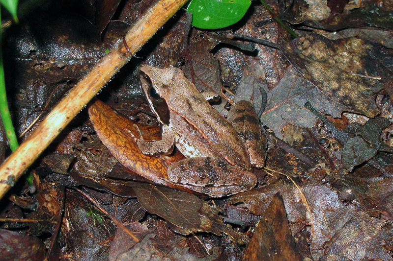 Rana dalmatina